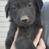 Golden retriever/ black lab puppies