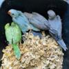 Indian Ringneck parrot baby please text me 