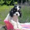 AKC COCKER SPANIEL FOR SALE