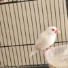 sale - Parakeets, Conures, bourkhe, lovebirds