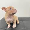 5 Female & 2 Male American Bully Puppies Beautiful American Bully Puppies – Ready at 8 Weeks