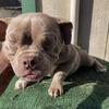Male bully puppy