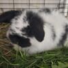 2 month Holland lop boy
