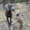 Weimaraner Puppies for Sale