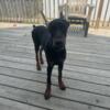 2 male doberman pups looking for that special owner