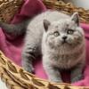 NEW Elite Scottish straight kitten from Europe with excellent pedigree, female. Tiffany