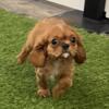 Cavalier King Charles Spaniel puppy- male