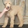 Standard Poodle puppies for sale.