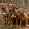 French Mastiff