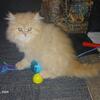 CFA Registered 8 week old RED Male Persian Kitten