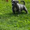 PitBull Puppies Bloomington Indiana