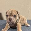 Olde English Bulldogges 