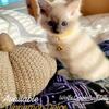 ragdoll Tica registered