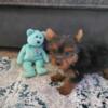 Yorkie Puppies  available