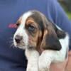 Basset Hound Puppies 