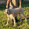 AKC Spayed Great Dane Adult Female