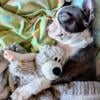 AKC Blue Boston Terrier Puppy