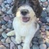 Beautiful F1b Tri ST. Berdoodle sweet,sweet