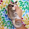 Sugar Glider Joeys For sale