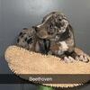 Catahoula puppies. NALC. 