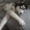 Purebred AKC Siberian Husky puppy