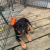 AKC Rottweilers puppy For sale