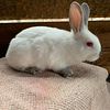 Baby bunnies.  New Zealand/ Rex mixed