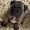 Handsome Male South African Boerboel Puppy