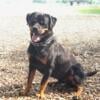 AKC Rottweiler Puppies