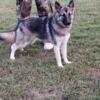 King Shepherd Female 9 months