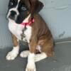 Akc boxer for sale