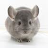 2 Month Old Violet (ebony carrier) Male Chinchilla Kit (baby)  curious and cute!