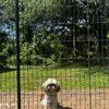 Shih Tzu Stud only ckc imperial (tiny)