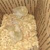 Isabel brahma chicks and mottled lavendar orpingtons(not pictured)