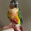 Pineapple & Yellowside Green Cheek Conures