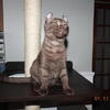 Tica registered B3p Chocolate/silver mackerel Highlander male www.empirestatelynx.com 