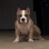 MICRO EXTREME BULLIES AVAILABLE