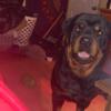 Stud only pure bred Rottweiler