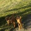 16 week old golden doodle puppies