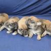 Several litters of first generation Puggles ready this spring!
