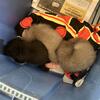 Fox kits(pup) ready now