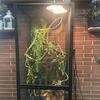 6 month old Iguana