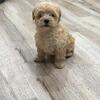 Toy poodle