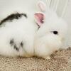 Breeze – Sweet Lionhead Buck – Wesley Chapel FL
