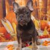 Beautiful blue and tan French Bulldog boy. (Both parents genetically health tested)