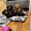 Dachshund Puppies 