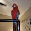 Scarlet Macaw baby hand tame