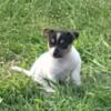 Jack russell terrier puppies