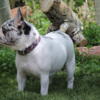 French Bulldog Female PET HOME ONLY