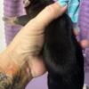 Pure AKC Long haired miniature dachshund blk/ cream girl